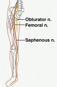 saphenous nerve - learn more at bnchiro.com Chiropractor Bloomington IL